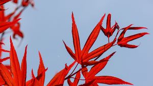 Preview wallpaper maple, leaves, branch, red, sky