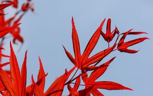 Preview wallpaper maple, leaves, branch, red, sky