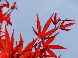 Preview wallpaper maple, leaves, branch, red, sky