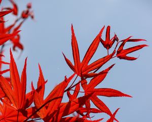 Preview wallpaper maple, leaves, branch, red, sky
