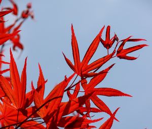 Preview wallpaper maple, leaves, branch, red, sky