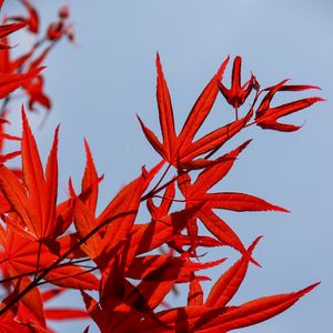 Preview wallpaper maple, leaves, branch, red, sky