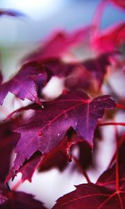 Preview wallpaper maple, leaves, branch, red, macro