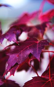 Preview wallpaper maple, leaves, branch, red, macro