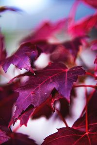 Preview wallpaper maple, leaves, branch, red, macro
