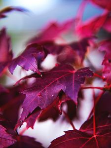 Preview wallpaper maple, leaves, branch, red, macro