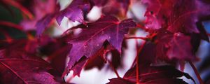 Preview wallpaper maple, leaves, branch, red, macro