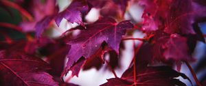 Preview wallpaper maple, leaves, branch, red, macro
