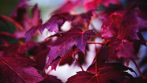 Preview wallpaper maple, leaves, branch, red, macro