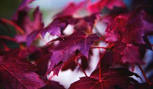 Preview wallpaper maple, leaves, branch, red, macro