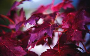 Preview wallpaper maple, leaves, branch, red, macro