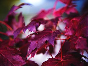 Preview wallpaper maple, leaves, branch, red, macro