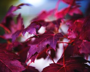 Preview wallpaper maple, leaves, branch, red, macro