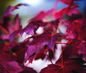Preview wallpaper maple, leaves, branch, red, macro