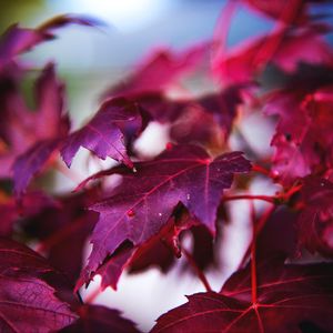 Preview wallpaper maple, leaves, branch, red, macro