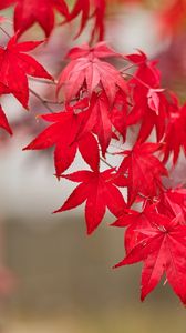 Preview wallpaper maple, leaves, branch, autumn, nature, red