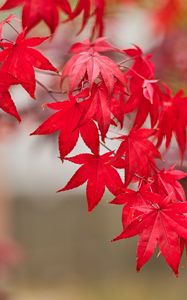 Preview wallpaper maple, leaves, branch, autumn, nature, red