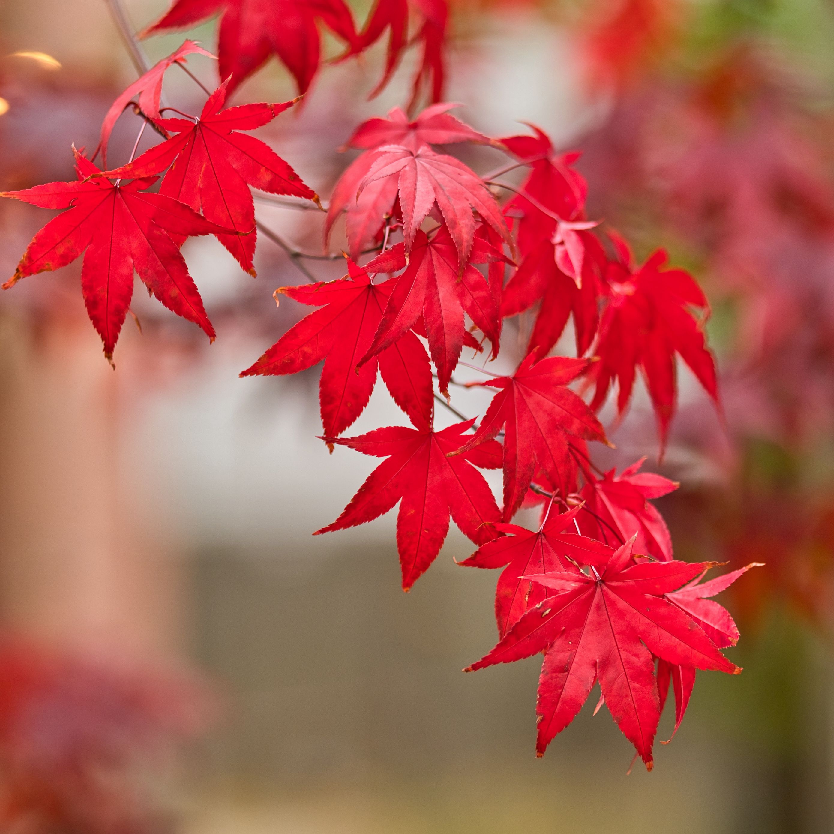 Download Wallpaper 2780x2780 Maple Leaves Branch Autumn Nature Red