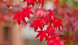 Preview wallpaper maple, leaves, branch, autumn, nature, red