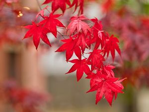 Preview wallpaper maple, leaves, branch, autumn, nature, red