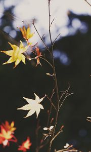 Preview wallpaper maple, leaves, branch, autumn, nature, light