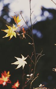 Preview wallpaper maple, leaves, branch, autumn, nature, light