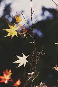 Preview wallpaper maple, leaves, branch, autumn, nature, light