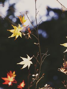 Preview wallpaper maple, leaves, branch, autumn, nature, light