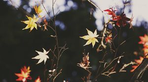 Preview wallpaper maple, leaves, branch, autumn, nature, light