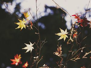 Preview wallpaper maple, leaves, branch, autumn, nature, light