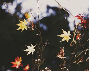 Preview wallpaper maple, leaves, branch, autumn, nature, light