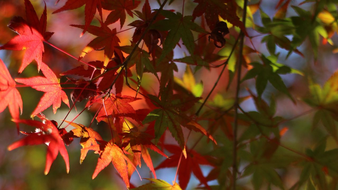 Wallpaper maple, leaves, branch, blur, autumn