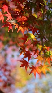 Preview wallpaper maple, leaves, branch, blur, autumn