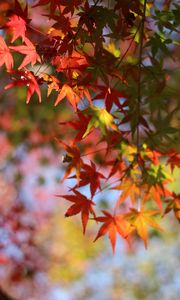 Preview wallpaper maple, leaves, branch, blur, autumn