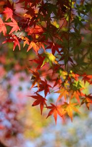 Preview wallpaper maple, leaves, branch, blur, autumn