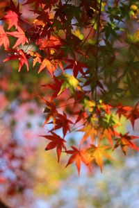 Preview wallpaper maple, leaves, branch, blur, autumn