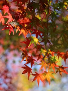 Preview wallpaper maple, leaves, branch, blur, autumn