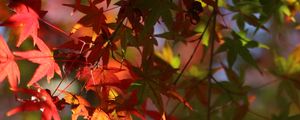 Preview wallpaper maple, leaves, branch, blur, autumn