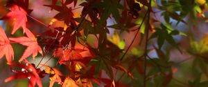 Preview wallpaper maple, leaves, branch, blur, autumn