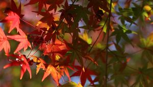 Preview wallpaper maple, leaves, branch, blur, autumn