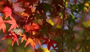 Preview wallpaper maple, leaves, branch, blur, autumn