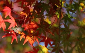 Preview wallpaper maple, leaves, branch, blur, autumn