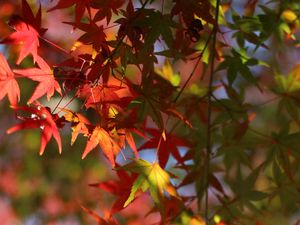 Preview wallpaper maple, leaves, branch, blur, autumn