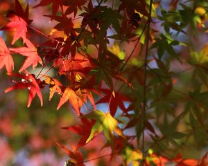 Preview wallpaper maple, leaves, branch, blur, autumn