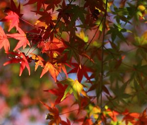 Preview wallpaper maple, leaves, branch, blur, autumn