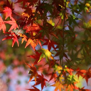 Preview wallpaper maple, leaves, branch, blur, autumn