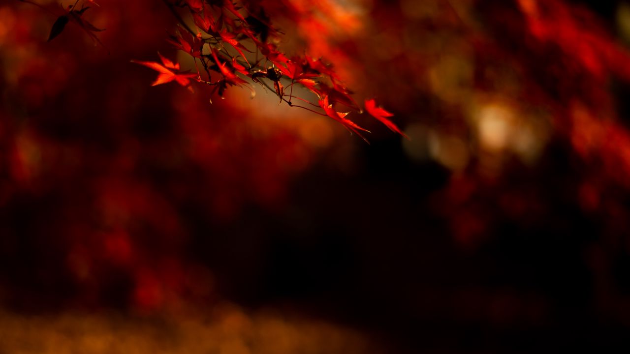 Wallpaper maple, leaves, branch, red