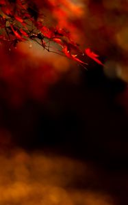 Preview wallpaper maple, leaves, branch, red