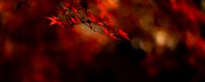Preview wallpaper maple, leaves, branch, red