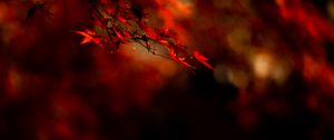 Preview wallpaper maple, leaves, branch, red